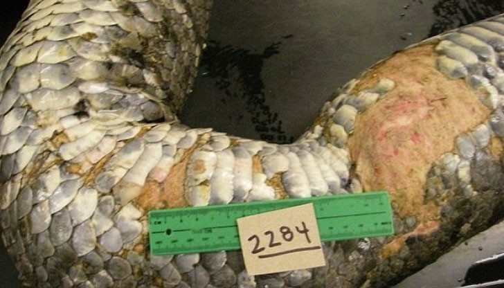 Предполага се, че влечугото е погълнало копитните животни в рамките на 90 дни