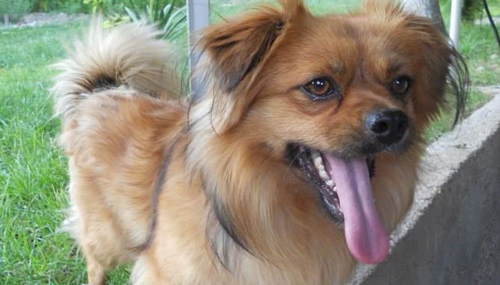 Отговаря на името Чопи