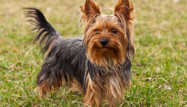 Намерено е кученце йоркширски териер в квартал "Родина" / Снимката е илюстративна