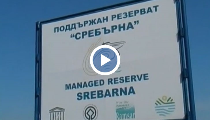 В Сребърна започнаха да пристигат водолюбивите птици, които всяка година зимуват в резервата