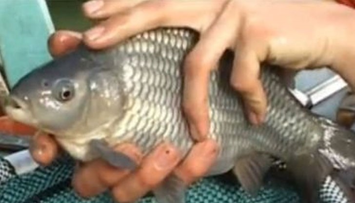 Аквапониката не е популярен в България все още!