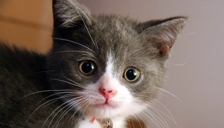 Котката усетила бедствието и събудила стопаните си