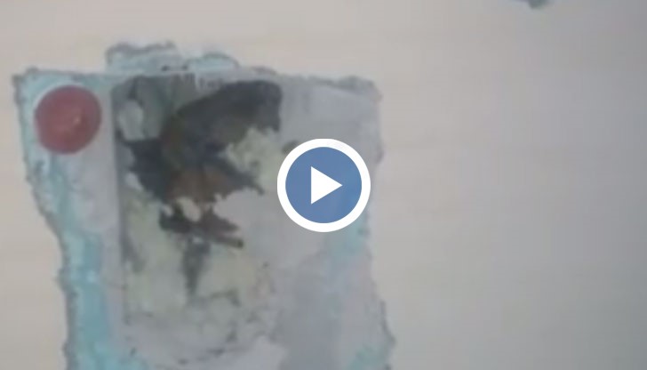 Собственик на апартамент изхвърли от балкон на 7-ми етаж заспали зимния си сън 56 прилепа и зазида живи около 12 животни