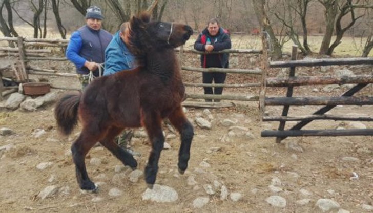 Четири коня от защитена порода и две кучета бяха умъртвени от Българската агенция за безопасност на храните