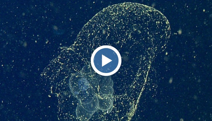 За последен път подобно същество е забелязано в Тихи океан