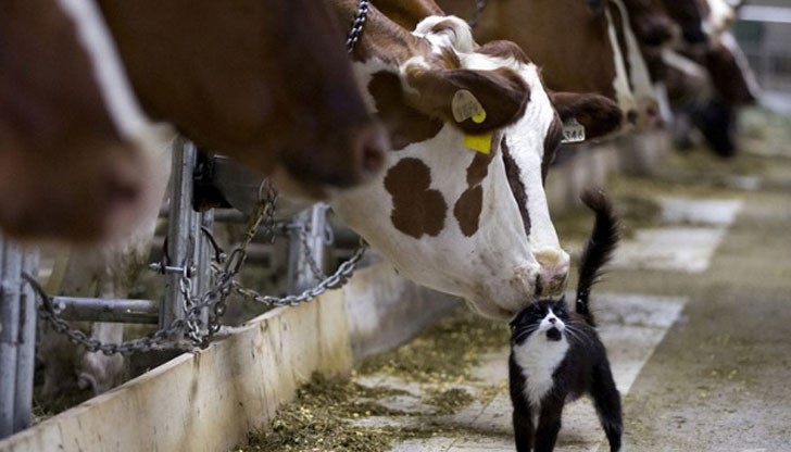 Крави целуват котка, докато чакат да бъдат издоени във ферма в Гранби, Квебек, Канада