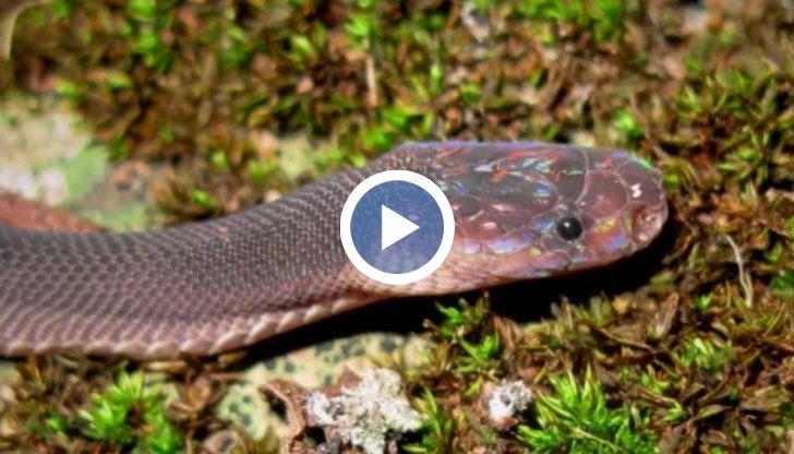 Учени откриха нови видове животни, сред които има драконов гущер, тритон в черни и червени окраски, който наподобява клингоните от "Star Trek" и много други