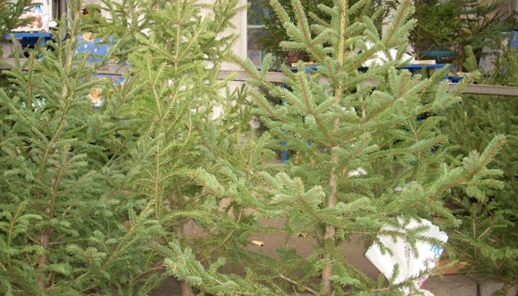 Средствата за закупуване на дръвчетата ще бъдат дарени на дете с тежко онкологично заболяване Средствата за закупуване на дръвчетата ще бъдат дарени на дете с тежко онкологично заболяване