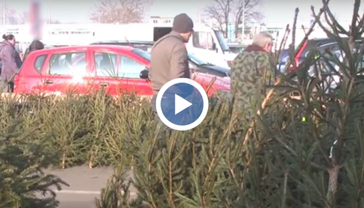 Цените на коледните дръвчета в Русе