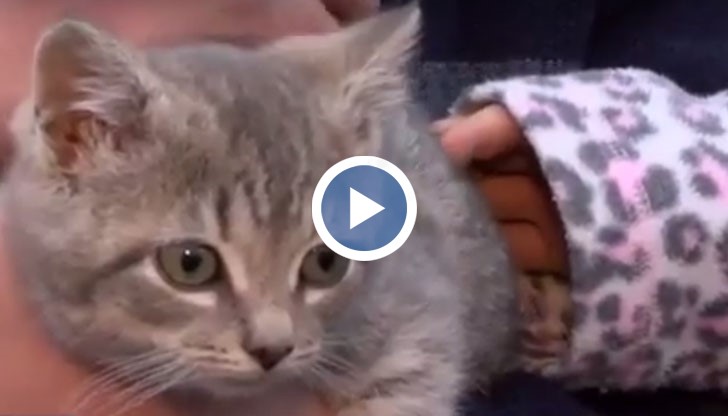 Животинката прекарарва дългия път върху двигателя на автомобила без да пострада