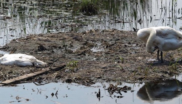 Случай на птичи грип от опасния щам H5N8 е регистриран в мъртъв лебед