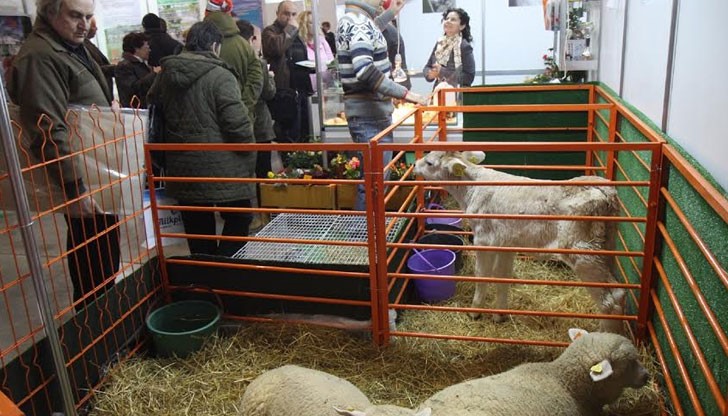 Наред с традиционните шампиони по ръст, като производството на зърно и маслодайни култури, според статистиката подем отбелязват животновъдството, отглеждането на зеленчуци и памук