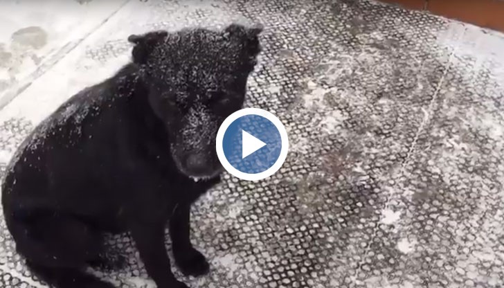 То не помръдва от мястото си дори в най-мразовити дни