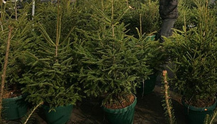 Най-малкият размер сребрист смърч струва пък 60 лева