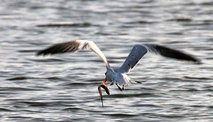 Заповедта е родена в мозъка на някой си началник от Българската агенция за безопасност на храните, а причината – констатирани огнища на Инфлуенца по птиците