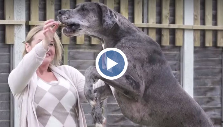 Фреди е висок над 230 см, а теглото му е почти 89 кг