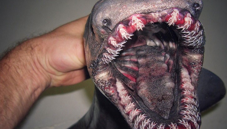 Руският рибар публикува снимки и на други странни създания, които е уловил