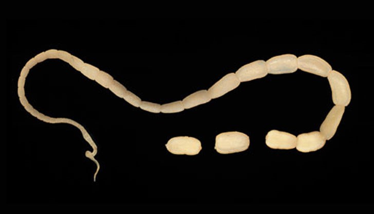 Трима души са заболели от кучешка тения само за седмица Трима души са заболели от кучешка тения само за седмица