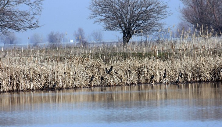 Министърката на земеделието издаде Заповед, с която забранява риболова на места с диви птици