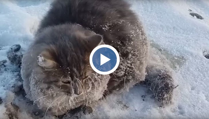 Мъж и жена спасиха котка, замръзнала в леда при минус 35 градуса