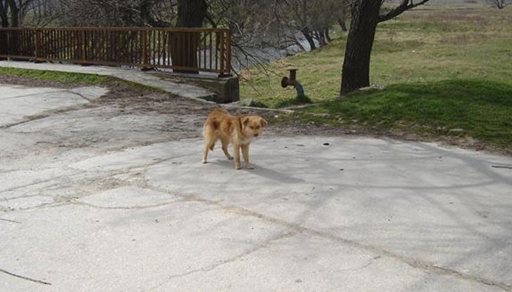 Заканата на Пламен Стоилов "от септември няма да има нито едно куче, което да се мотае по площадите" не влезе в сила! Заканата на Пламен Стоилов "от септември няма да има нито едно куче, което да се мотае по площадите" не влезе в сила!