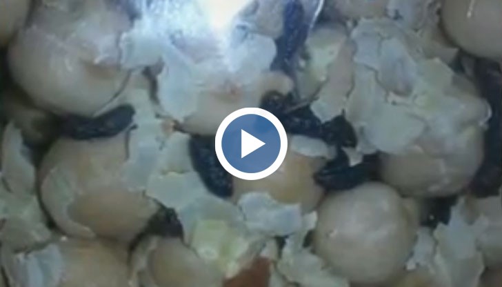 Проверяват фирмата, продаваща нахут с животински изпражнения