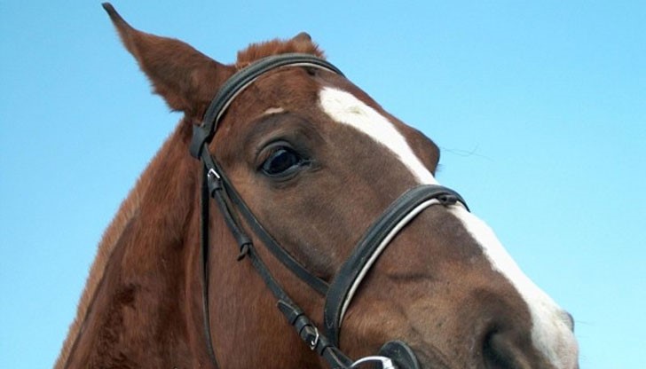 Животните живеели свободно в землището на село Добродан