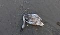 Птичият грип уби 4 лебеда
