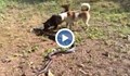 Кучета спасиха стопанката си от кралска кобра