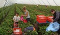 Търсят работници за бране на ягоди в Испания