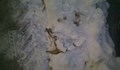 Трупове на замръзнали животни изкачат изпод купчините сняг