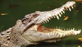 Крокодил нападна сина на Кличко