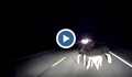 Млада шофьорка отнесе стадо елени в тъмното