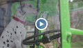 Първият в света автобус за кучета