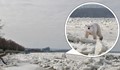 Бяла мечка тича по леда на река Дунав