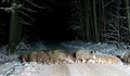 Стадо диви прасета се разходи край Пещера