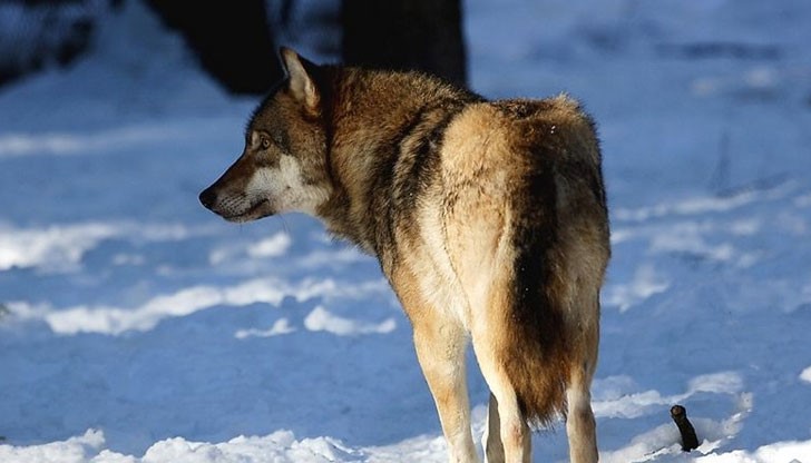 За последно вълци през зимата бяха „регистрирани” преди десетина години по сухата граница край село Краново