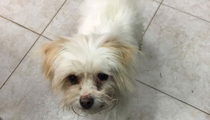 Намерено е мъжко бяло куче на центъра в Русе