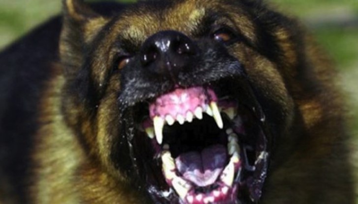 Агресивните животни разкъсаха жена в Свищовско Агресивните животни разкъсаха жена в Свищовско