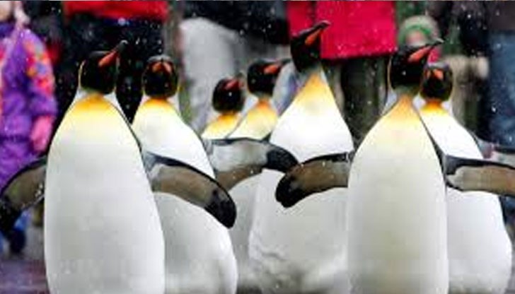 Ортопеди от Германия горещо препоръчват пингвинската походка през студените дни