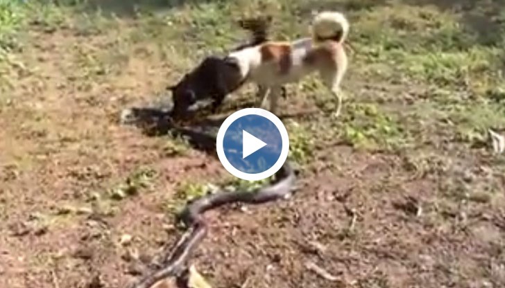 Четири кучета влязоха в опасна близост с кралска кобра, дълга три метра