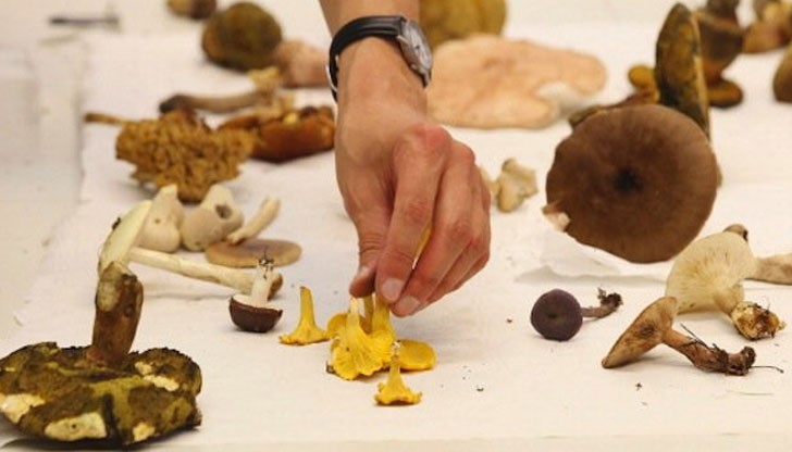 Гъбите засилват растежа на нервите в мозъка и предпазват от деменция Гъбите засилват растежа на нервите в мозъка и предпазват от деменция