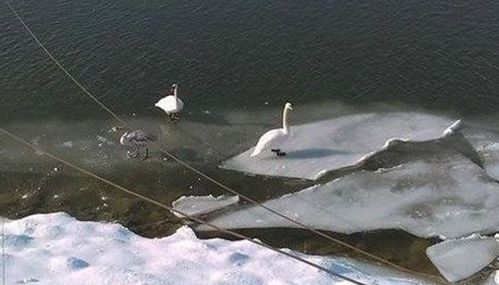 Не съвсем обичайни туристи се появиха през уикенда в Русе