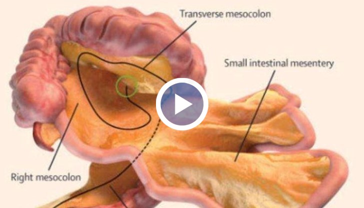 Новооткритият орган за първи път е описан от италианския гений Леонардо да Винчи през 1508 г.