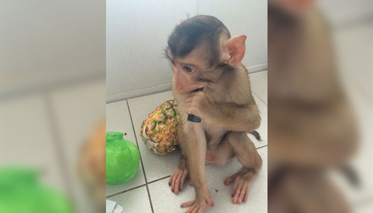 Една година след неговото раждане, той продължава да бъде все така игрив, расте бързо и се намира в отлично здраве