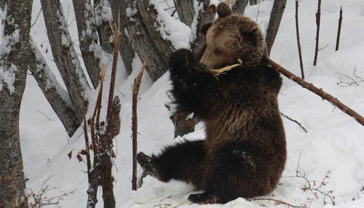 Мечето бе спасено от хотел край Русе