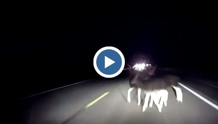 Ударът е толкова силен, че предното стъкло се напуква