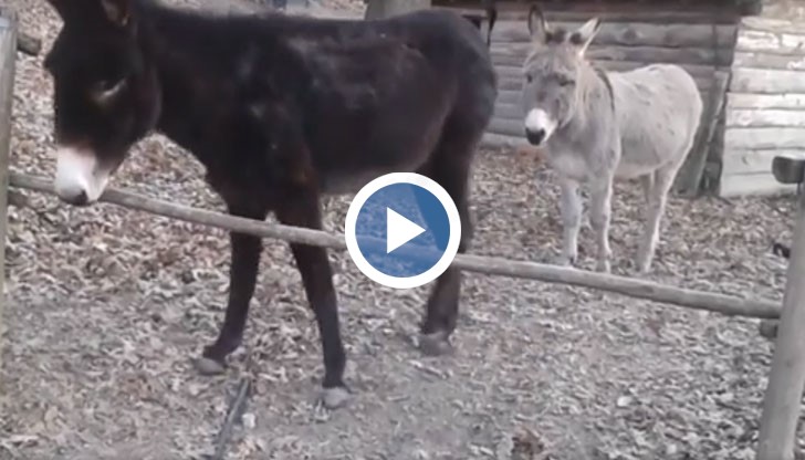 Магаре отказва да последва примера на двама свои събратя!