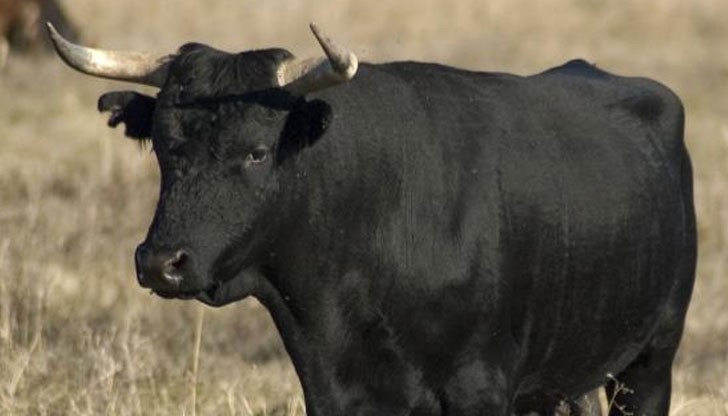 Мъжът е откаран от екип на спешната помощ в УМБАЛ – Русе