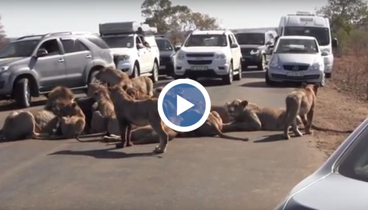 Лъвовете не проявили никакъв интерес към излязлите от колите за да ги снимат